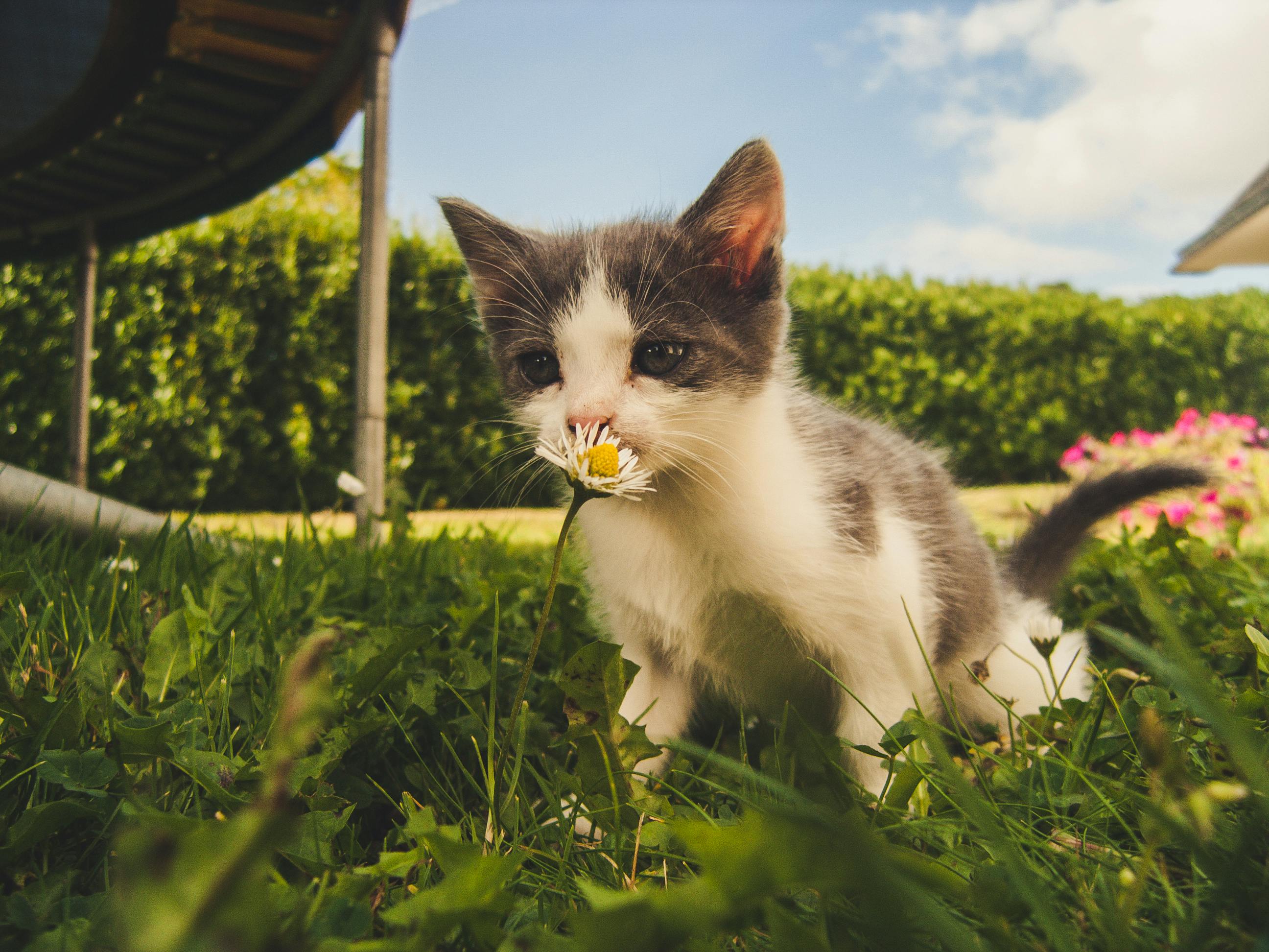 cat photo